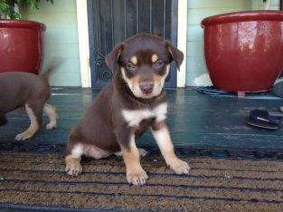 Australian Kelpie – Lilydale