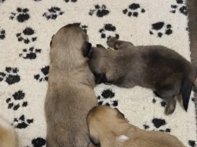 Tibetan Spaniel – Wardell