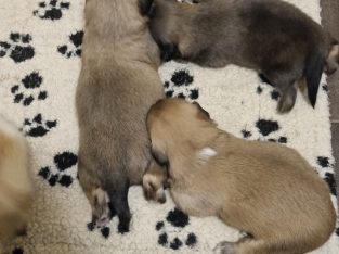 Tibetan Spaniel – Wardell