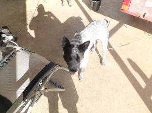 Australian Cattle Dog – Monto