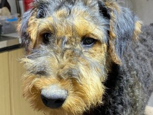 Airedale Terrier – Maryborough