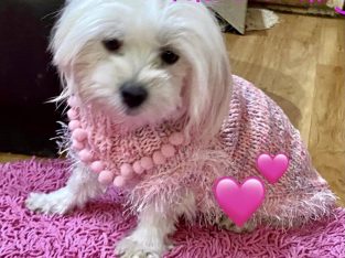 Maltese – Tea Tree