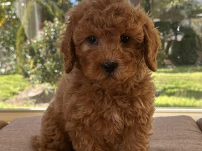 Cavoodle – O’Connell