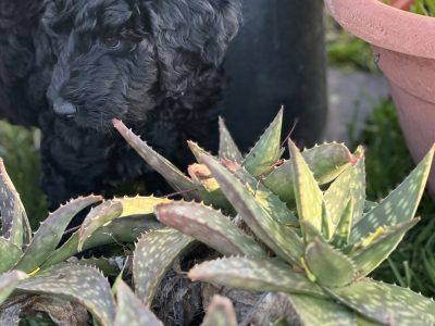 Groodle – Donnybrook