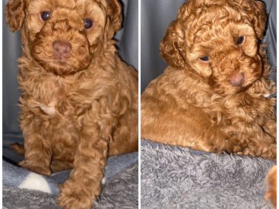 Toy Poodle – Strathfield