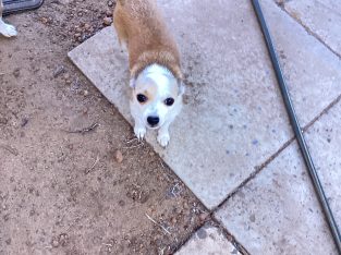 Chihuahua – Muradup