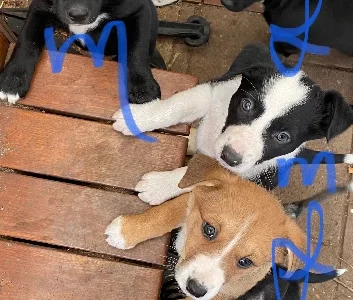 Border Collie Kelpie Cross – April Boesten