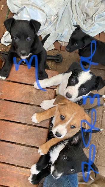 Borador Puppies Labrador Puppies Border Collie And Black Lab Mix