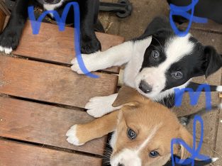 Border Collie Kelpie Cross – April Boesten