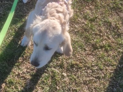 Golden Retriever – Thornhill Park