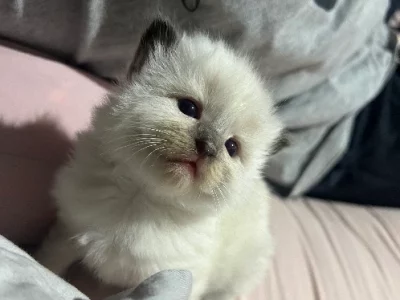 Ragdoll – Slacks Creek