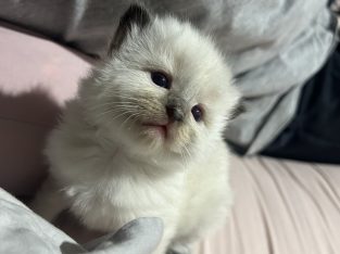 Ragdoll – Slacks Creek