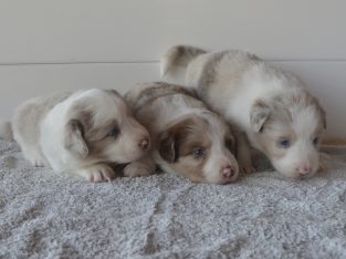 Border Collie – Oak Valley