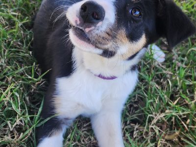 Border Collie – Dalby