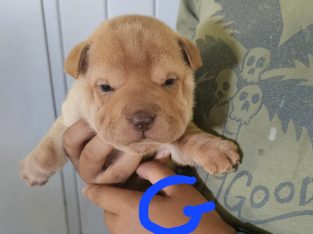 Shar Pei – Malanda