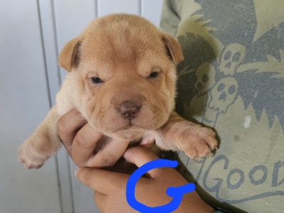 Shar Pei – Malanda