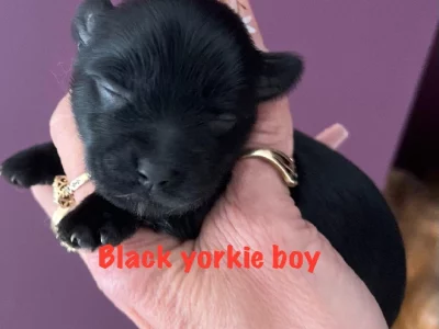 Yorkshire Terrier – Rooty Hill