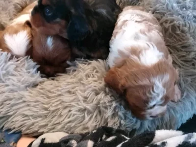 Cavalier King Charles Spaniel – Esperance