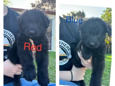 Belgian Malinois – Beerwah