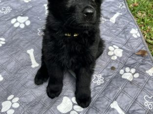 German Shepherd – Palmwoods