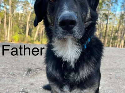 Border Collie – Oxley Island