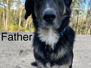 Border Collie – Oxley Island