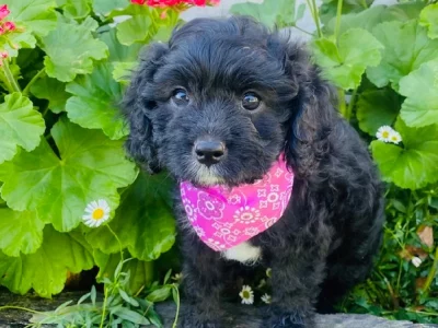 Cavoodle – Warwick