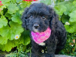 Cavoodle – Warwick
