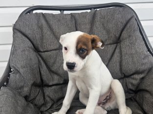 Other Dogs – Numinbah Valley