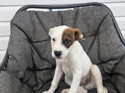 Other Dogs – Numinbah Valley