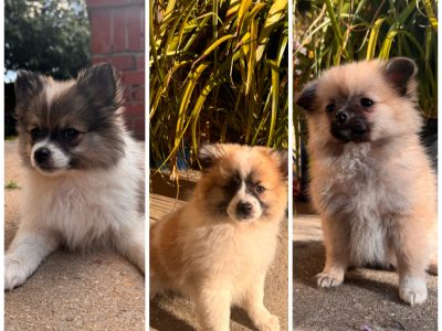 Pomeranian – Nerrina