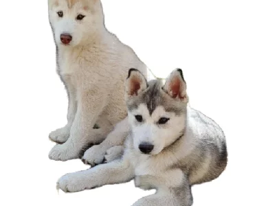 Husky – Peter Anderson