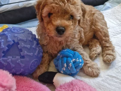 Cavoodle – Liverpool