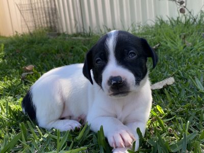 Fox Terrier – Ipswich