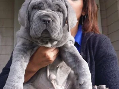 Cane Corso – Plumpton