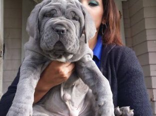 Cane Corso – Plumpton