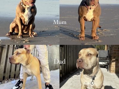 American Bulldog – Elanora