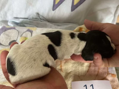 German Shorthaired Pointer – Cowra