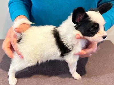 Papillon – Elena Smirnova