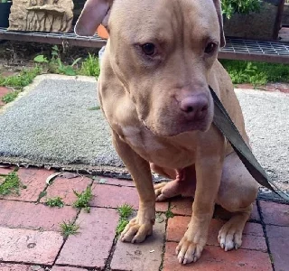 American Staffordshire Bull Terrier – Bendigo