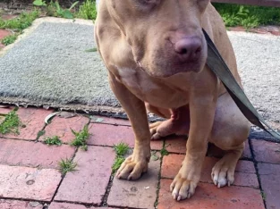 American Staffordshire Bull Terrier – Bendigo