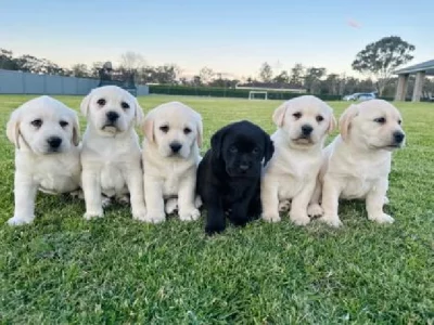 Labrador Retriever – Jules