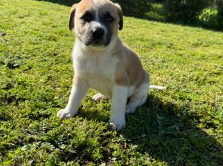 Mastiff – Westdale