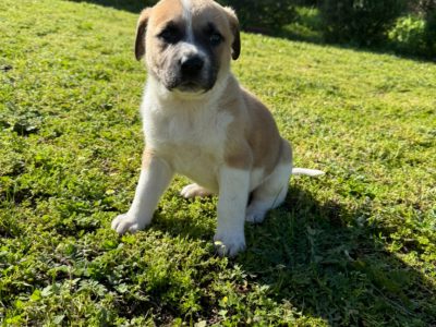 Mastiff – Westdale