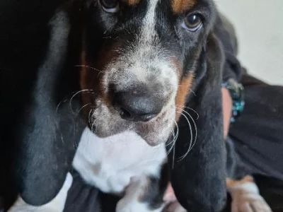 Basset Hound – Goolwa