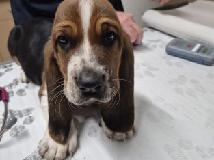 Basset Hound – Jacqui Garland