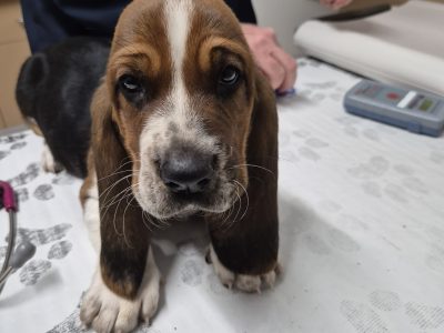 Basset Hound – Jacqui Garland