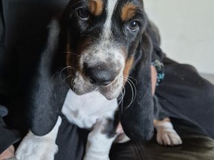 Basset Hound – Goolwa