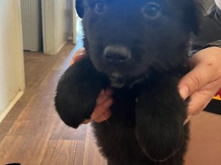 Other Dogs – Bundaberg Central