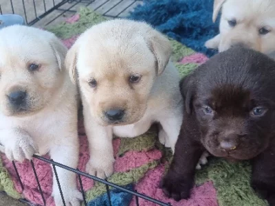 Labrador Retriever – Dunedoo